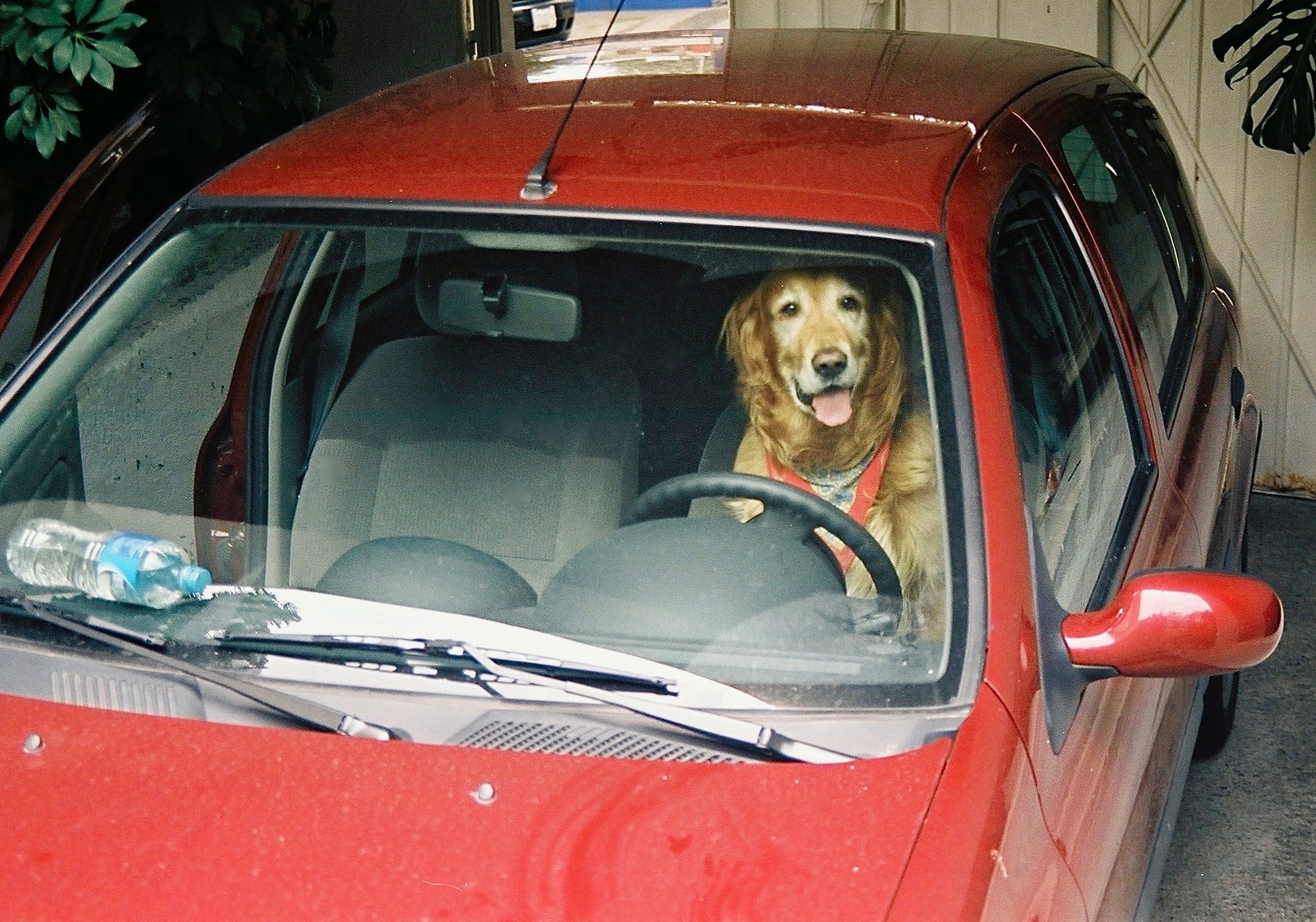 voiture-chien-mexico-wordpress-daniel fohr